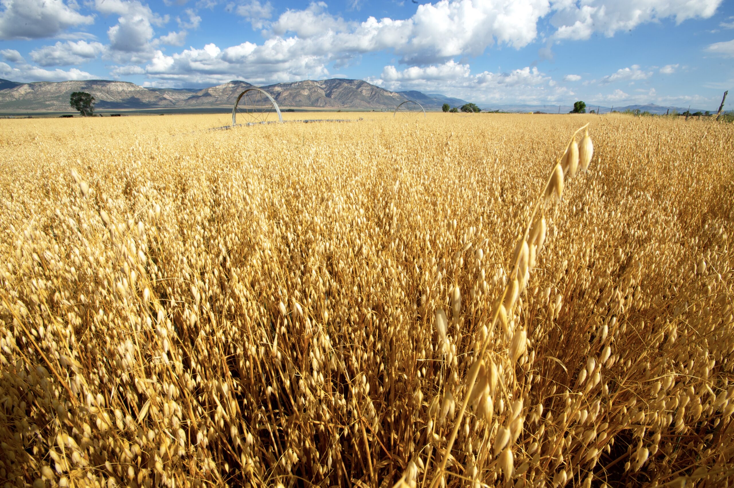 Fx 1001 beardless triticale